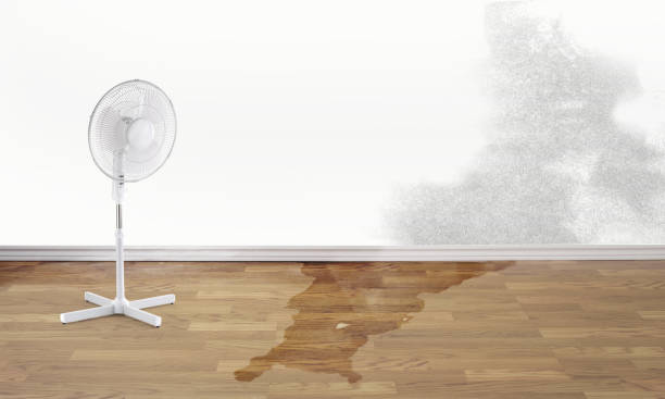 Best Local water damage restoration  in Clayton, NJ