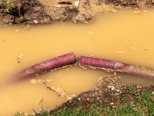 Best Flood damage cleanup  in Clayton, NJ